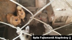 Kutyák a karcagi illegális szaporítótelepen, 2020. szeptember 23-án