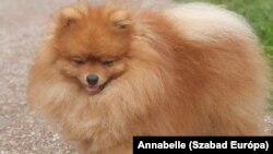 Koby, a pomerániai spicc, a Parc de Saint-Cloud sztárja