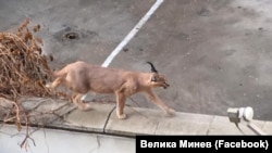 Животното е забелязано зад хотел "Марица" в Пловдив. Според потребители на фейсбук то има собственичка, която вече го е прибрала.