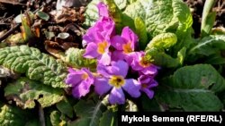 Ботанічний сад ТНУ, зима 2020