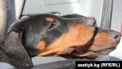 Бишкектеги ит базар. 2013-жыл