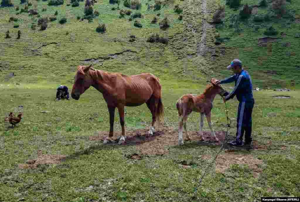 Бээ саап жатканда кулунду тартып турган киши керек.&nbsp;