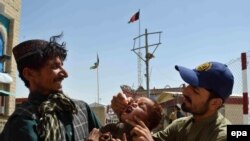 په بلوچستان کې د ګوزڼ کارکوونکي.