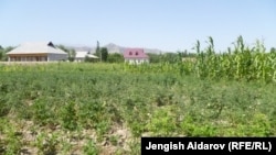 Иллюстративное фото. 