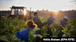 Noua reformă a Politicii Agricole Comune este negociată zilele acestea la Bruxelles.
