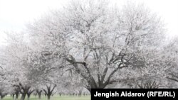 Баткен облусу. Иллюстрация сүрөт.