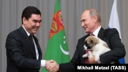 Президент Туркменистана Гурбангулы Бердымухамедов в 2017 году подарил президенту России Владимиру Путину ко дню рождения щенка алабая. 