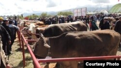 Иллюстрация. Ысык-Көл облусу, 2016-жыл. 