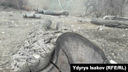 Кызыл-Булакта кыйылган бактар.