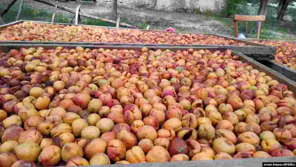 Баткердик багбандар быйылкы пандемия шартында өрүктүн баасы кеткен чыгымды жаап, эмгегибиз акталабы деп түйшөлүп турушат.