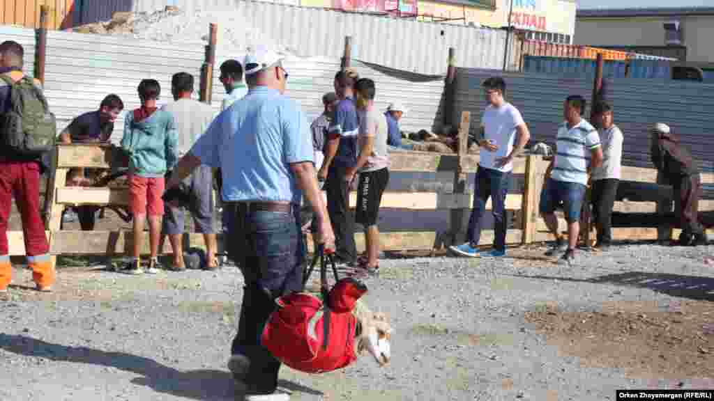 Сөмкеге салынған тірі қой. Нұр-Сұлтан, 11 тамыз 2019 жыл.