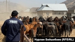 ИИМ тараткан сүрөт