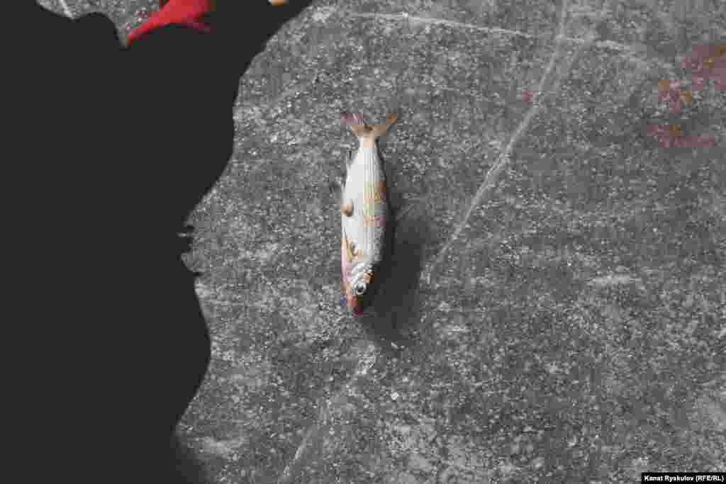 В озере водится ценная рыба - сиг.