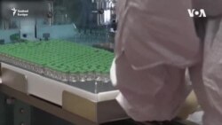 "Félig robotok leszünk" - tévhitek a vakcinákról kontra valóság