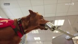 ایا سپي د کورونا وایرس پته لګولای شي؟