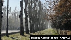 Бишкек шаары, Чыңгыз Айтматов проспектиси. 15-ноябрь, 2024-жыл. (Азыр бул теректер жок)
