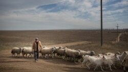 Cine și cum a încurcat „berbecii”?