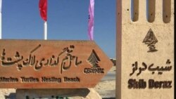 لاک‌پشت‌ها می‌بازند؛ ساحل شیب‌دراز قشم قربانی منافع اقتصادی 