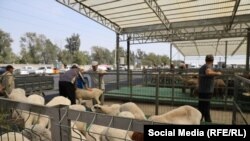 Маевка айылына жакын жерде ачылган жаңы мал базар. 