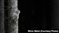 Huhurez mare în Munții Apuseni, România.