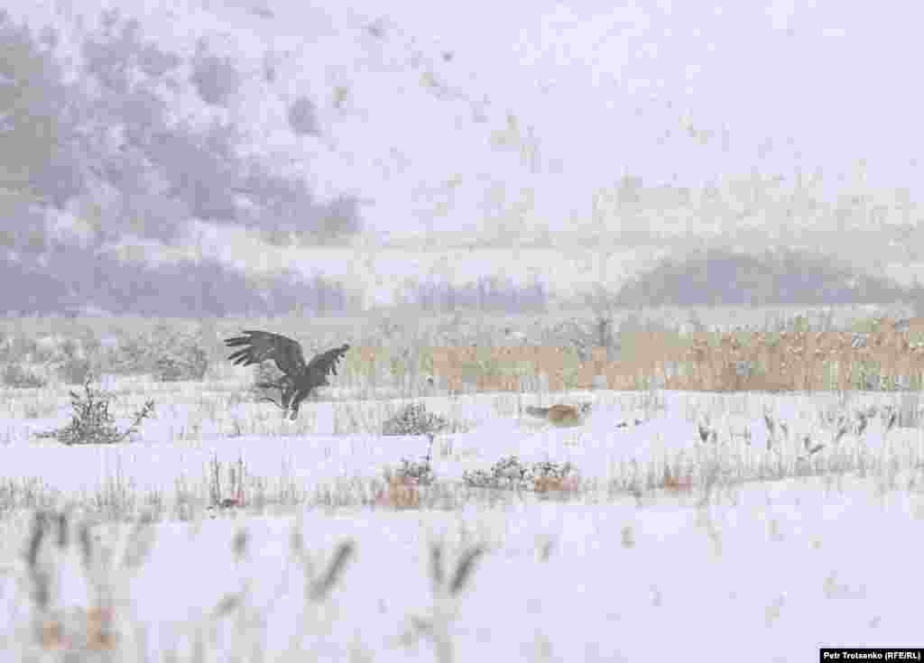 Ещё одно задание: охота на лис. Беркутчи выстраиваются на пригорке, а в нескольких сотнях метров от них выпускают лисицу. Птица должна поймать лису, а охотники должны успеть спасти животное. На фото беркут догоняет лисицу.