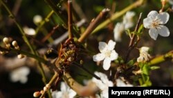 Цветущий март в Крыму. Первые весенние краски полуострова (фотогалерея)