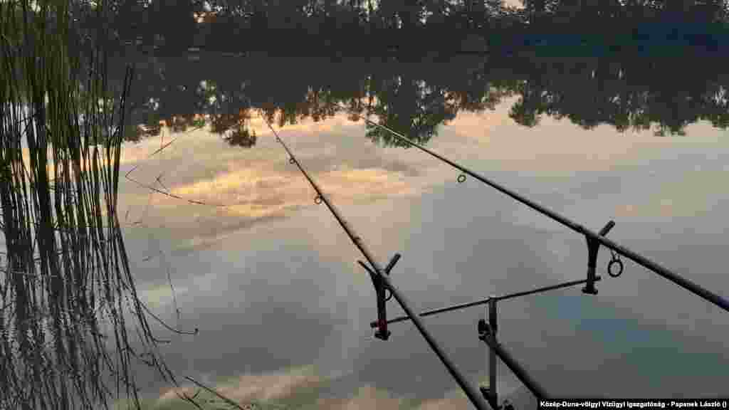 Kapásra várva a Ráckevei-Dunán (2020. augusztusi kép)&nbsp;