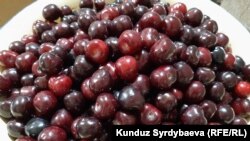 Кокон гилас