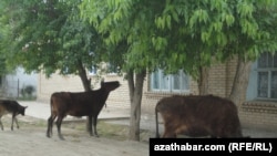 Ёлотен. (иллюстративное фото)   