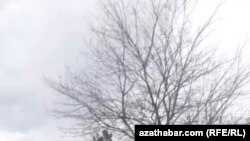 На Ашхабадских мусорках все больше копающихся в отходах людей