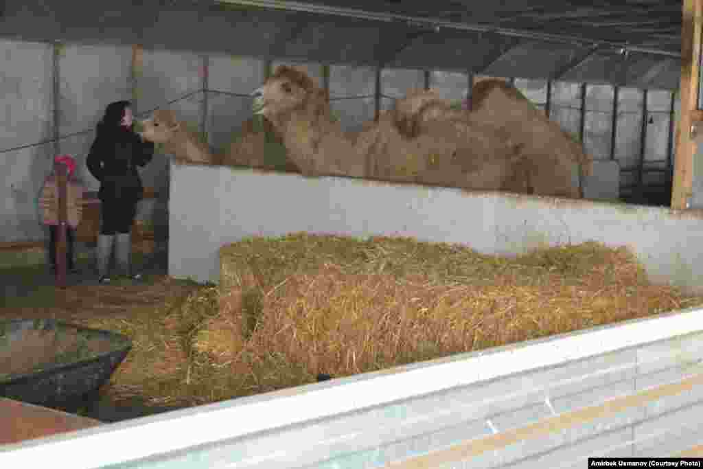 Пани Люция: &quot;Бетимден өөп койчу&quot; деди эле&nbsp;тайлак ээсинин жарын бетинен&nbsp;өптү.