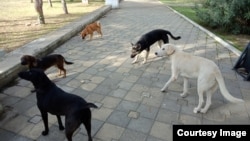 Иллюстративное фото