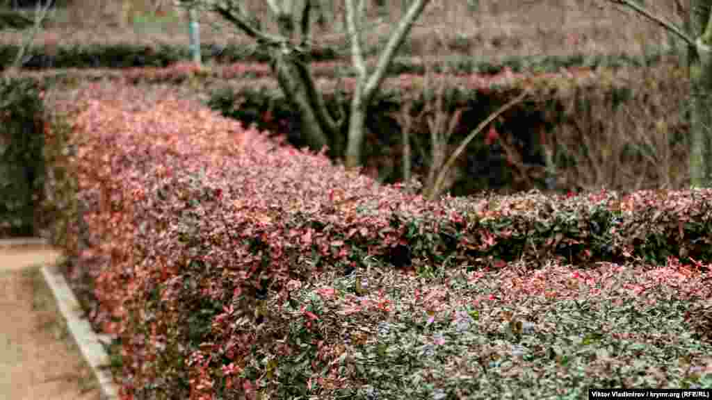 Кущі в так званому лабіринті вкрилися червоним відтінком