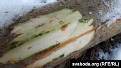 Иллюстративное фото, не имеет отношения к статье. 