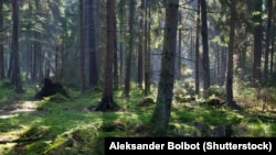 A Białowieża-őserdő