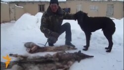 Карышкыр чапкан окуучу