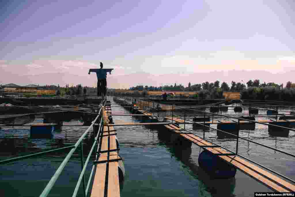 По мнению специалистов, в Кыргызстане очень благоприятные условия для разведения этой породы рыбы.&nbsp; &nbsp;