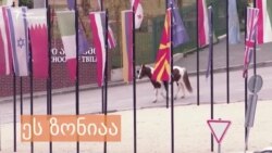 ზონიას ოჯახისა და მისი საყვარელი ცხოველების შობის დღესასწაული