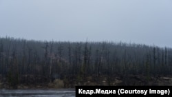 Сгоревшая тайга вдоль реки Вилюй. Фото: Марина Сычева
