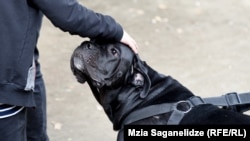 Пакет законодательных изменений, касающихся правил выгула и содержания домашних питомцев, сейчас находится в стадии разработки и в скором времени будет представлен парламенту Грузии