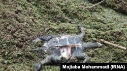 تالاب انزلی