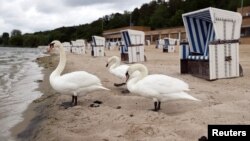 Hattyúk élvezik az üress strandot Berlinben, 2021. május 25-én. 
