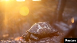 Черепаха, що згоріла під час лісової пожежі в місті Манавгат, що у 75 кілометрах від курорту Анталія, Туреччина. 28 липня, 2021