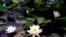 Белая водяная лилия (Nymphaea alba) внесена в этом году в Красную книгу Литвы