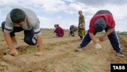 Мигранты из Таджикистана в России