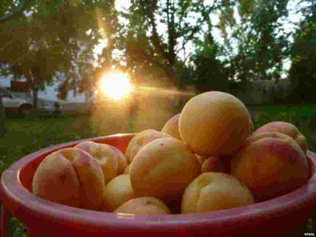 Абрикосовый рай в Баткене #5