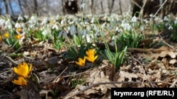 Крокусы и подснежники Аю-Дага