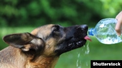 8 днів у місяці були з максимальною температурою вище +30,0°С