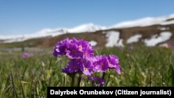 Суусамыр өрөөнү.