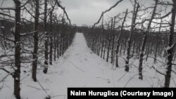 Pemët e mbjella nga Naim Huruglica në Kamenicë.